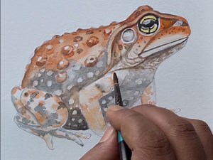 11K views · 199 reactions | Painting a frog in watercolour #watercolour #painting #art #drawing #frog #artist #watercolor | Paintings | Facebook