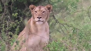 428K views · 1.3K reactions | Female lion with a mane mating with one of the Shishangeni males #AfricanBushKingdom KNP  | African Bush Kingdom | Facebook