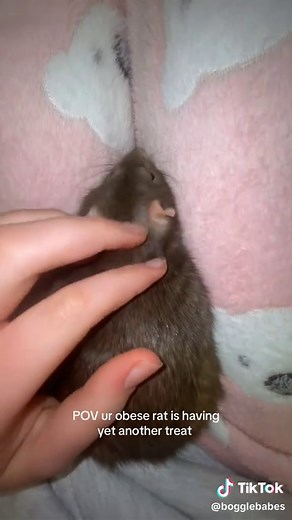 Minx, la adorable rata y sus deliciosos premios