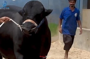 THE SIGNATURE BEAUTY 💓 KAALO ME EK AUR SHAHKAR SHOWCASING🎗️ 🖤 *DILAWAR*🖤 *ALPHA CATTLE FARM*💙 CALL 0310 1222543 / 0333 0414449 #mehrozkhanphotography #alphacattlefarm #season2024 #dalfa #bakraeid | Karachi Sohrab Goth Cow Mandi-Bakra Eid In Pakistan