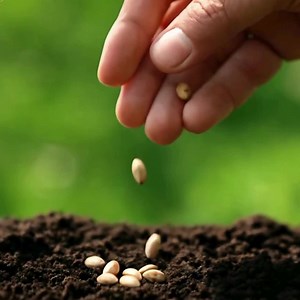 Giant Tulameen Raspberry Seeds: 100 Pcs, Sweet Organic Fruit - Etsy