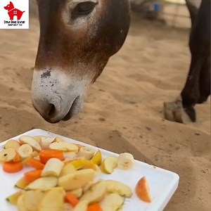 Thanks aunty Anca for giving our wonky donkeys a treat today 😍😍😍 We have six wonky donkeys, but none are winky, wonky donkeys 😅😅😅 | Stray Dogs Center