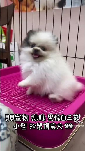 貝貝寵物專業犬舍-黑增白三花 小型 松鼠博美 88號