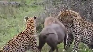 Hayvanlar Alemi | Hayvanlar Alemi