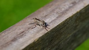 Horseflies -tabanus On Wooden Board Fly Stock Footage Video (100% Royalty-free) 7193584 | Shutterstock