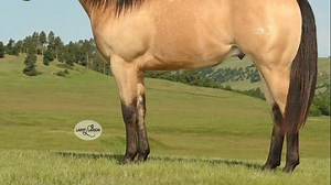 Learn more about Pink Buckle stallion, Lucky Wonder Horse owned by Myers Performance Horses! Comment with a pic of your 'Lucky' #pinkbucklebaby ⭐️💗⭐️ #pinkbucklestallion | Pink Buckle