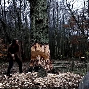 28K views · 32 reactions | Tala manual de árboles con hacha | $ensations. | Facebook