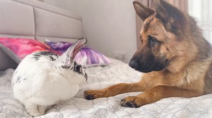Can a German Shepherd befriend a Giant Rabbit? | Golden Retriever Puppy | Facebook