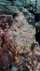 1.2K views · 18 reactions | Can you see me? By @poseidons_adventure Here’s a Stonefish, Synanceia verrucosa, chillin in a reef somewhere in the South Pacific. These guys are masters of camouflage and they are considered the deadliest fish in the sea, with incredibly effective venom which can be lethal to humans. French Polynesia  by Albert Casals | Maduro Dive | Facebook