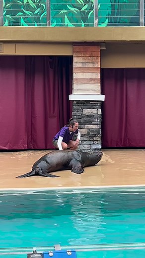 Sealion and Otter spotlight at the pacific marine conservation! #seaworld #pinnipeds #fun #educational | Travisandcousins