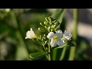 Gai Lan: From Seed to Seed