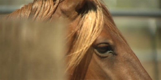 Brazos Extension Horse Committee to host Equine Evening