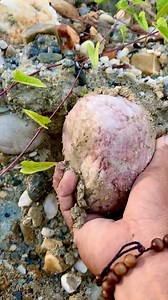 discovery of red jasper stone #Treasure #gemstone #agate ‼️ 😱 #goldprospecting#golddiscovery#goldpanning#goldhunting#lookingforgold#jade #Petrifiedwood #Fossilwood #Crystalstone #Chalcedony #quartz #blackdiamond #blackjade #stoneage #玉 #玛瑙 #الأحجارالكريمة #ကျောက်မျက်ရတနာများ #ကျောက်စိမ်း #quartz #Treasure #كنز #Caçaaotesouro #HazineAvcılığı | Ramda Kay