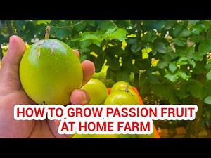 How To Grow Passion Fruit With Trellis