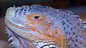 Head close-up The green iguana, common iguana -Iguana iguana-