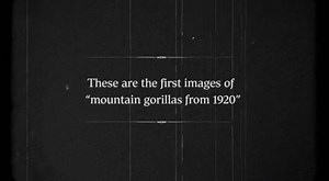 For centuries, stories of giant apes living among volcanoes were dismissed as campfire tales. That changed in 1902 when Captain Robert von Beringe finally proved their existence to the world. But the true breakthrough came in 1921, when the first moving images of these giants were captured in the wild. This footage honors that era of discovery, where the deep mist of the Virunga Mountains finally parted to reveal the majestic Mountain Gorilla. A testament to the moment humanity first looked into