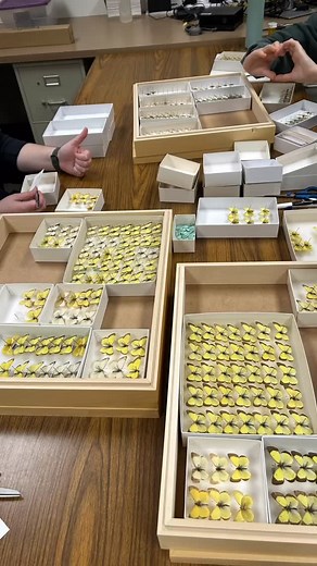 Our team has been working diligently on the curation of the butterfly collection, specifically the family Pieridae. Photos of drawers containing specimens of the genus Colias. #curation #naturalhistorymuseum #museum #entomology #collections #triplehorninsectcollection #butterfly #insectcollection | OSU Triplehorn Insect Collection