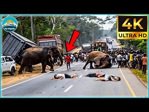 40 Most Brutal Animal Attacks Caught on Camera | WildLife Attacks #75
