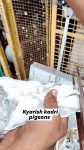Par katni ka tarika #sahajhanpuri #bhopalilalsare #kyarishkadripigeon #kalduma | Kyarish kadri pigeon