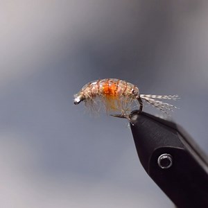 Cam ties a pregnant scud…. #camties #flyfishing #flytying #eastrosebud2024 www.eastrosebudflyandtackle.com | East Rosebud Fly Shop | Facebook