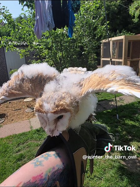 Not posted for a few days as its been crazy busy at home. putting an aviary up, my treatment room getting built. but i have found time to take some photos #fyp #roadto500followers #fyppppppppppppppppppppppp #owls #owl #barnowlchick #fluffball #barnowl #barnowlsoftiktok #spiritualsecretswithstacey #feathers #winter #birdsofprey #wings