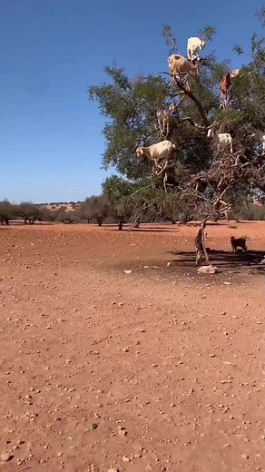 The Goat Tree - -  Credit: Unknown - - All credit goes to respective owners  DM for removal or credit. - - Follow us for more videos: @animalentertainment7 - - #goat #goats #goatslife #goatsontree #lovegoats #balance #closeenough #greaterkruger #wildlife #wildlifeaddicts #animal #animallovers #nature #africa #africasafari #africamagic #videooftheday #gravity | Animals Wildside | Facebook