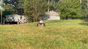 4.2K views · 2.1K reactions | Barn stroll | The Tucker Farm | Facebook