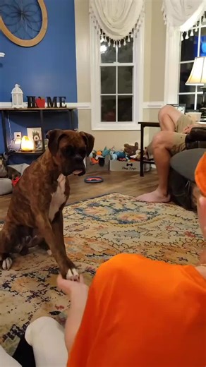 BoxerLover on TikTok