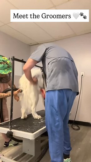 Gentle hands, happy hearts 💕 Text to book: (615) 799-1440 #fairviewtn #doggrooming #fairviewdoggroomer #youheavenlydog | You Heavenly Dog