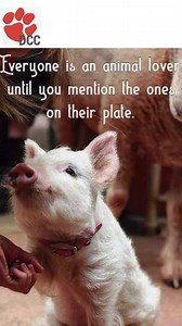 Dog Care Clinic e.V on Reels