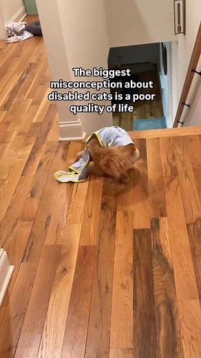 The biggest misconception about disabled cats is a poor quality of life. | Katie Beth Miedaner