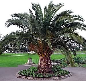 CHUXAY GARDEN Phoenix Canariensis Seed 5 Seeds Canary Island Date Palm Ornamental Evergreen Tree Spectacular Display Excellent Addition to Garden