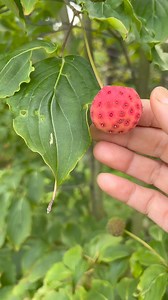 Queria mostrar a fruta desta cornus florida e a fruta caiu na minha mão, eu abri em casa e tinha 5 sementes. Tem um cheiro de goiaba, dei uma lambida e era docinha kkk #cornusflorida #arvore | Pássaros, insetos, árvores, e flores