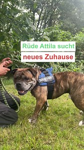 Dickkopf-Prinz. Der ungestüme Hund Attila hat in seinem Leben schon oft sein Zuhause verloren. Doch das muss nicht so bleiben 😉 | Lausitzer Rundschau