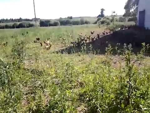 Free Range chicken Eggs Layer Farm