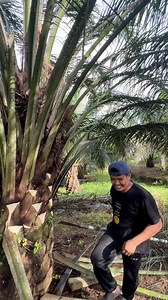 1.1M views · 19K reactions | Proning sawit hantu #panensawit | Bang Mann | Facebook