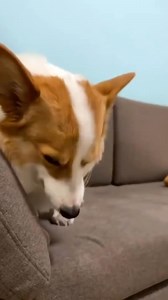 Smiling Corgi Dog Meme Template #meme #memes #memesdaily #memepage #memes😂 #dogmemes #dogmeme #dogmemesdaily #corgi #corgipuppy | Corgi Nation