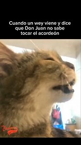 261 reactions · 19 shares | Buenos días cachorros, recuerden que es solo humor! 藍❤️ Saludos buen día excelente viernes #loscachorrosdejuanvillarreal #corridos #músicanorteña #juanvillarreal #micocachorro #memes #gatosmemes | LOS CACHORROS DE JUAN VILLARREAL | Facebook