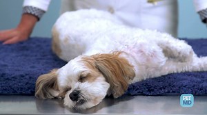 Lymph nodes are often the first indicators of disease in the tissues. Find out more: http://bit.ly/2xABRpT | PetMD