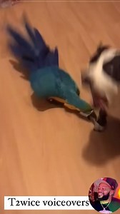 3.9K views · 21 reactions | #T2wice #t2wicevoiceovers #Onna #Dead...