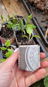 6.6K views · 478 reactions | Lovely Greens on Reels | Facebook