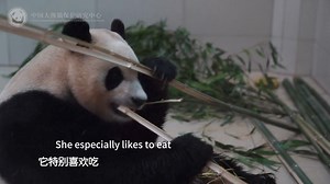 Latest update on Fu Bao: Fu Bao has completed the quarantine period and is expected to meet the public in June! 🐼🎉 #PandaLife #FuBao #Everland #푸바오 #아기판다 #fubao #福宝 #chengdu | Go Chengdu