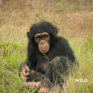 28K views · 167 reactions | Oare cum arată o zi petrecută în sanctuarul Chimp Haven? Descoperă acest refugiu unic în noua serie documentară „Față în față cu cimpanzeii”, miercuri, la 19:00, la National Geographic WILD. | National Geographic | Facebook