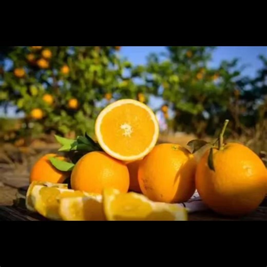 📍The Earliest-Maturing Navel Oranges from Southern Jiangxi Have Taken the Lead in Both Domestic and International Markets 📢While most navel oranges from southern Jiangxi are still basking in the sunlight on the branches，those navel oranges from southern Jiangxi of Jiangxi Tianrun Agricultural Technology Co., Ltd. have entered the harvesting season, they are currently the earliest maturing navel oranges in China，and quickly capturing domestic and international markets with their advantages of b