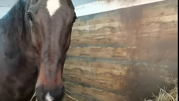 Full Day Slow Feed Hay Net Bag Horse Feeding Large Feeder Bag with Small Holes Feed Horse Reduces Horse Feeding Anxiety and Behavioral Issue(48" Length x 36" Width)