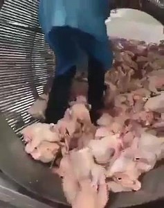 Haaa unopera simba hauzode huku zvekare 🤔🤔🤔🤔👇👇👇👇 | Harare.com.