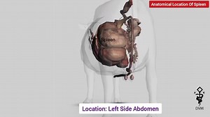 💥 The Anatomy Of Spleen in cattle 🐄 📌 Observe exact location of spleen, during physical examination of animals, you need to palpate spleen on its exact location. Learn veterinary anatomy by: 'Half Baked Veterinarian' and 'Doctor of veterinary medicine' ⭕In cattle, the spleen lies almost vertically on the cranial end of the dorsal sac of the rumen and the cranial surface of the reticulum on the left side of the abdomen. It extends from the dorsal ends of the last two ribs to the costochondral 