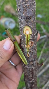 2.9K views · 19 reactions | Grafting peach onto almond using a grafting technique. #growingtomatoes #grafting #growing | Manoj Mahela | Facebook