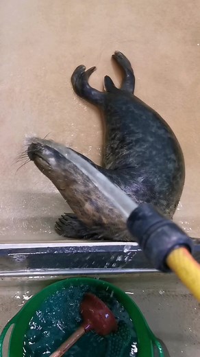 Grey seals are naturally curious and playful animals - as shown here by Gnocchi, who is enjoying the novelty of the water from the hose as it fills his cubicle! Play is a way to practise coordination and life skills for the wild, as well as relieving boredom. Don't be fooled by a cute 30 second clip - seals in care might sometimes look tame, but they are 100% wild animals who are nervous of humans — they have a very different reaction if we get too close or enter their area, which we will explai
