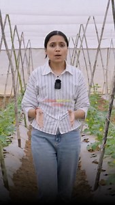 1.9K views · 78 reactions | Mulching is good—but choosing the right...